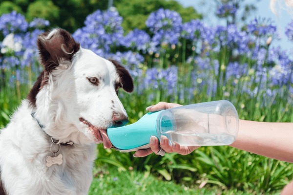 A stock image illustrating canine water bottle concepts